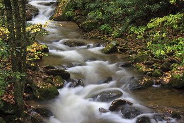 Beautiful Stream in the Forest during the Fall Season