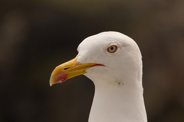 Lesser Black Backed Gull, South Stack Cliffs, Holyhead, Anglesey, Wales