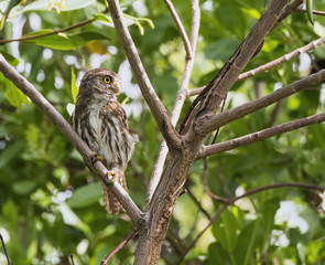 Ferruginous Pygmy-Owl in the Yucatan, Mexico