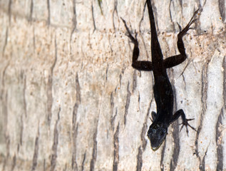 Anole on Tree in the Yucatan, Mexico