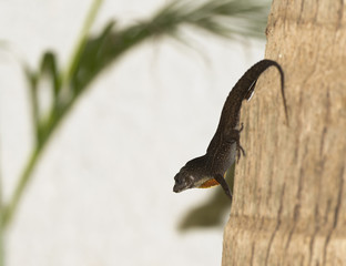 Anole on Tree Displays Throat Pouch in the Yucatan, Mexico © RachelKolokoffHopper
