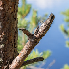 Beetle on a branch of pine