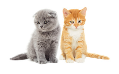 kitten looking