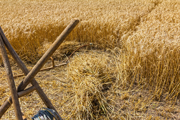 Old harvest tool, scythe and wooden rake.