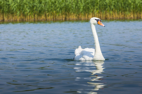 White swan on Wigry lake, Poland.