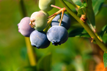 ripe blueberry cluster on a blueberry bush
