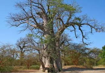 Door stickers Baobab Le baobab