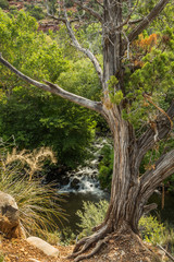 Sedona's Oak Creek on a Cloudy and Rainy Day