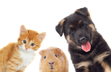 kitten and puppy and guinea pig looking