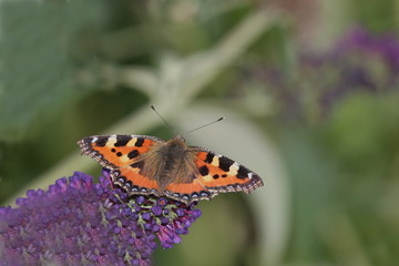 Kleiner Fuchs, aglais urticae, Schmetterling