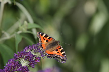 Kleiner Fuchs, aglais urticae, Schmetterling