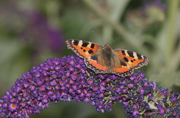 Kleiner Fuchs, aglais urticae, Schmetterling