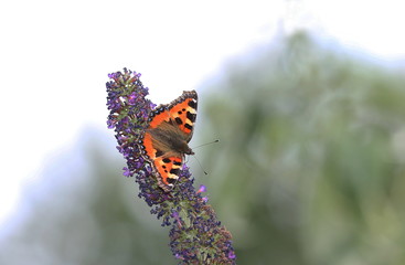 Kleiner Fuchs, aglais urticae, Schmetterling