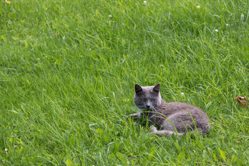Cat lying on the lawn