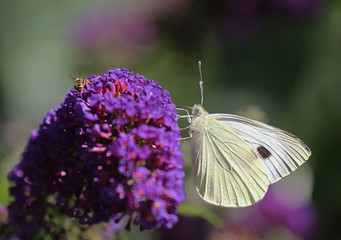 Kohlweißling, Pieris rapae, Schmetterling