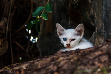 Naklejka na ściany i meble adorable white kitten outdoors