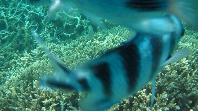 pesci barriera corallina Mauritius