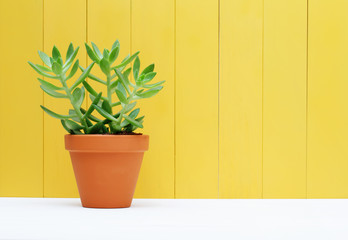 Green plant on yellow wooden background