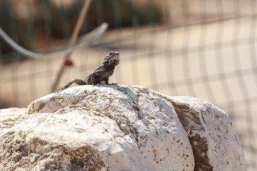 Black with white spots stellio lizard on stone