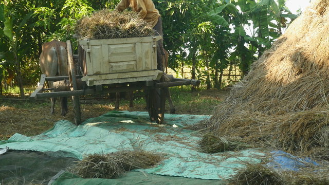 Farmer unloading bundles of rice straw from wooden cart onto a ground tarp
