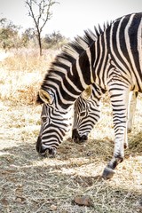 Zebra's