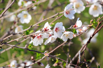 Bright almond flowers on tree