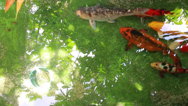 Fish swimming in water