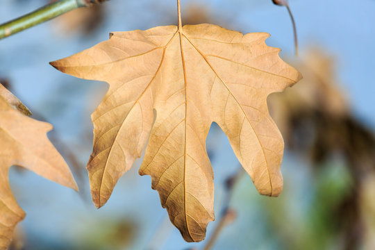 Dry autumn leaf against the sky