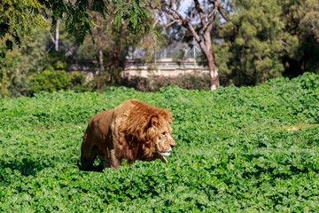Male lion