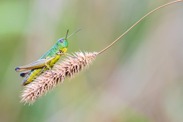  Grasshopper Chorthippus Montanus sitting on a  dry stalk.