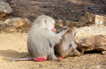 Male baboon looking for insects on female baboon