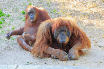Naklejka premium Pair orangutans