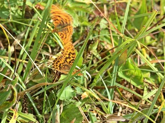 Paarung des seltenen Magerrasen-Perlmutterfalters (Boloria dia) mit Rivalen