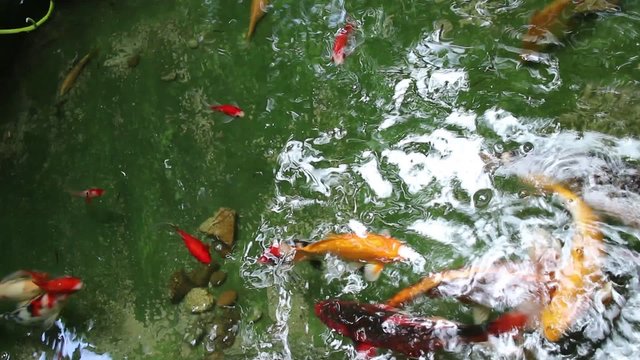 Fish swimming in water