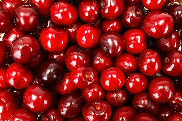 Sweet cherry berries background (Prunus avium)