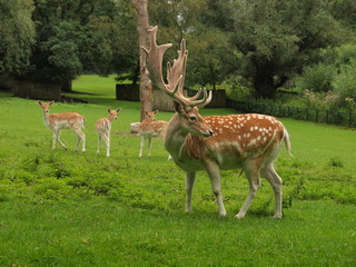 Deer at the deer camp