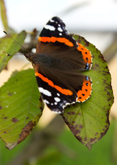 Vanessa Atalanta