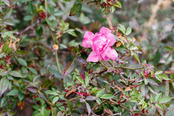 One pink rose bud