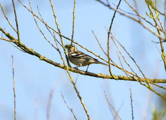 Vink gaat nest bouwen.