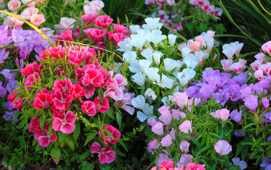Multi-colored flowers on sunlight