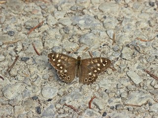 Waldbrettspiel (Pararge aegeria)