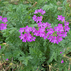Storchschnabel - Geranium
