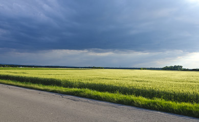 Gewitterwolken über Weizenfeld