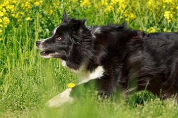 Border Portrait