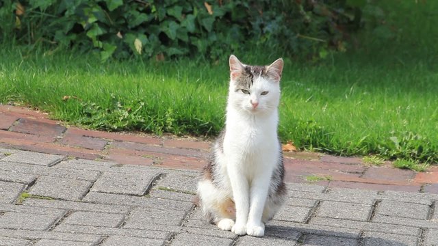 mother cat sitting on cobbles and looks at you
