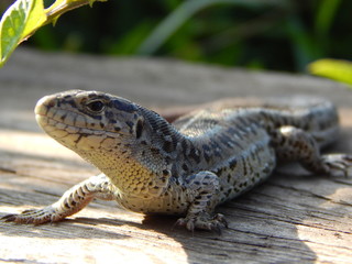 Naklejka premium Ящерица