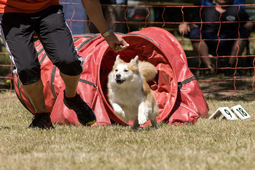 berger islandais en agility