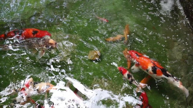Fish swimming in water