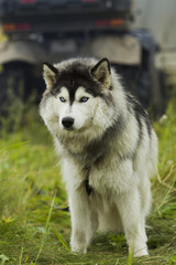 Husky dog ​​-malamut.