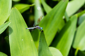 Dragonfly on Plant